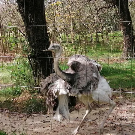 Pocitniska Hisica Patrik Terme Catez Tatil Evi Mostec